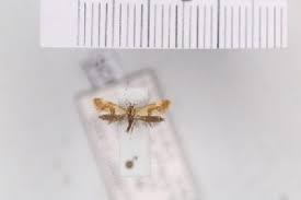 Attēlu rezultāti vaicājumam “Epicallima formosella”