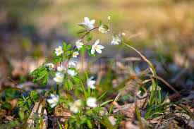 Attēlu rezultāti vaicājumam “Isopyrum thalictroides flower”