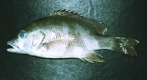 Image result for Lutjanus jocu