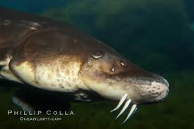 Image result for Acipenser oxyrinchus oxyrinchus