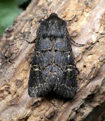 Attēlu rezultāti vaicājumam “Tholera cespitis”