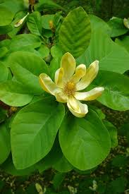 Attēlu rezultāti vaicājumam “Magnolia acuminata leaf”