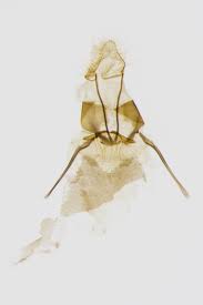 Attēlu rezultāti vaicājumam “Hypochalcia ahenella”