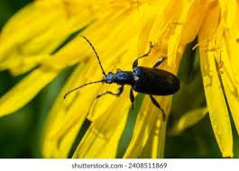 Attēlu rezultāti vaicājumam “Callidium violaceum”