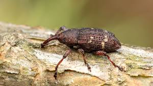 Attēlu rezultāti vaicājumam “Pissodes piniphilus”