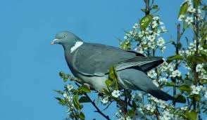 Attēlu rezultāti vaicājumam “Columba palumbus”