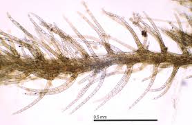 Attēlu rezultāti vaicājumam “Blepharostoma trichophyllum sporophyte”