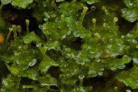 Attēlu rezultāti vaicājumam “Blasia pusilla”