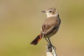 Attēlu rezultāti vaicājumam “Phoenicurus phoenicurus female”
