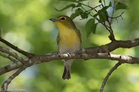 Image result for Vireo flavifrons