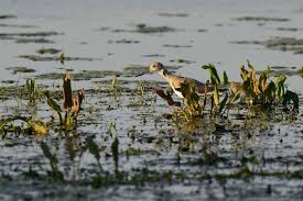 Attēlu rezultāti vaicājumam “Tringa nebularia adult”