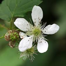 Attēlu rezultāti vaicājumam “Rubus nessensis”