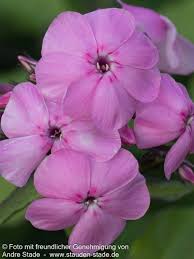 Image result for Phlox (großblumig)