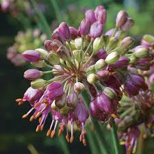 Attēlu rezultāti vaicājumam “Allium cepa flower”