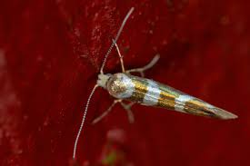 Attēlu rezultāti vaicājumam “Argyresthia goedartella”