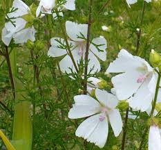 Image result for Malva moschata alba