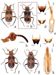 Attēlu rezultāti vaicājumam “Malachidae”