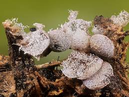 Attēlu rezultāti vaicājumam “Badhamia lilacina sessile”