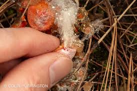 Attēlu rezultāti vaicājumam “Craterium minutum stalked”