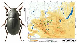 Attēlu rezultāti vaicājumam “Bolitophagus reticulatus imago”