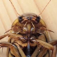 Attēlu rezultāti vaicājumam “Dytiscus sp.”