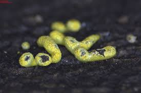 Attēlu rezultāti vaicājumam “Physarum sulphureum”