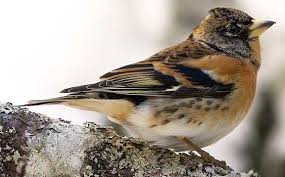 Image result for Fringilla montifringilla