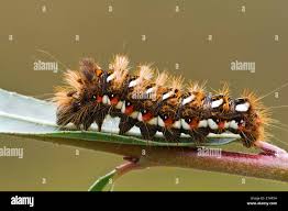 Attēlu rezultāti vaicājumam “Acronicta rumicis imago”