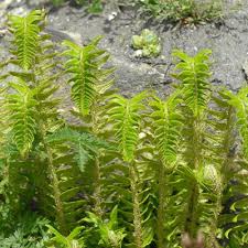 Attēlu rezultāti vaicājumam “Polystichum lonchitis”