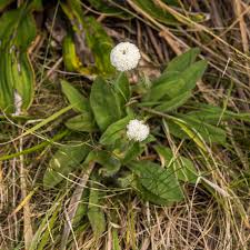 Attēlu rezultāti vaicājumam “Plantago uniflora flower”