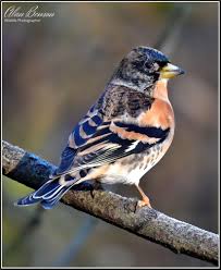 Attēlu rezultāti vaicājumam “Fringilla montifringilla male”