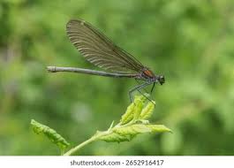Attēlu rezultāti vaicājumam “Calopteryx virgo female”