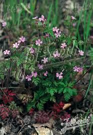 Attēlu rezultāti vaicājumam “Geranium robertianum flower”