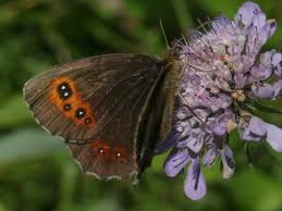 Attēlu rezultāti vaicājumam “Erebia aethiops upperside”