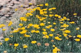 Image result for Achillea filipendulina
