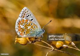 Attēlu rezultāti vaicājumam “Plebejus argus male”