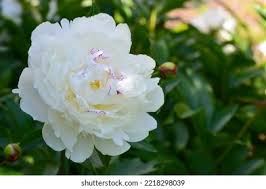 Attēlu rezultāti vaicājumam “Paeoniaceae”