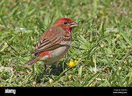 Attēlu rezultāti vaicājumam “Carpodacus erythrinus adult”