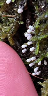 Attēlu rezultāti vaicājumam “Lamproderma arcyrioides macro”