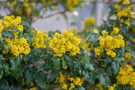 Attēlu rezultāti vaicājumam “Mahonia aquifolium”