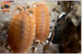 Attēlu rezultāti vaicājumam “Porcellio scaber”