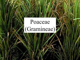 Attēlu rezultāti vaicājumam “Gramineae”