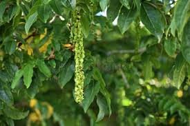 Attēlu rezultāti vaicājumam “Pterocarya fraxinifolia flower”