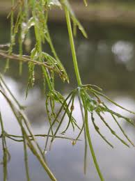 Attēlu rezultāti vaicājumam “Chara globularis”