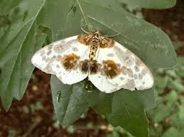 Attēlu rezultāti vaicājumam “Abraxas sylvata imago”