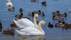 Attēlu rezultāti vaicājumam “Cygnus olor”