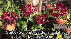 Image result for Lanreath Smbc