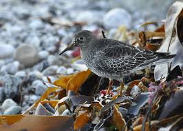 Attēlu rezultāti vaicājumam “Calidris maritima”