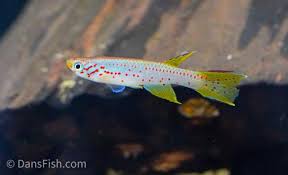 Image result for Aphyosemion