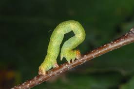 Attēlu rezultāti vaicājumam “Cyclophora albipunctata”